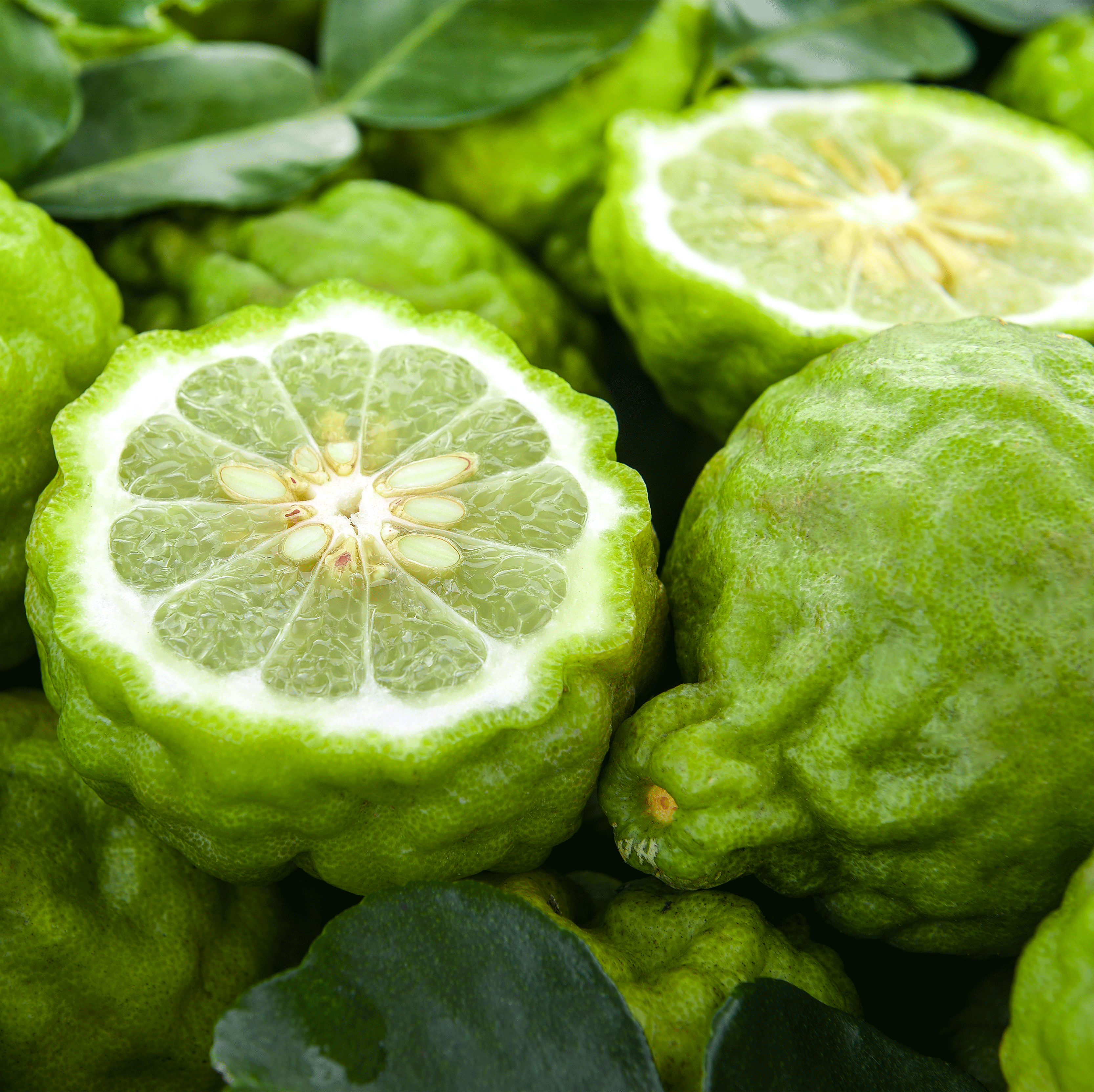 Bergamot