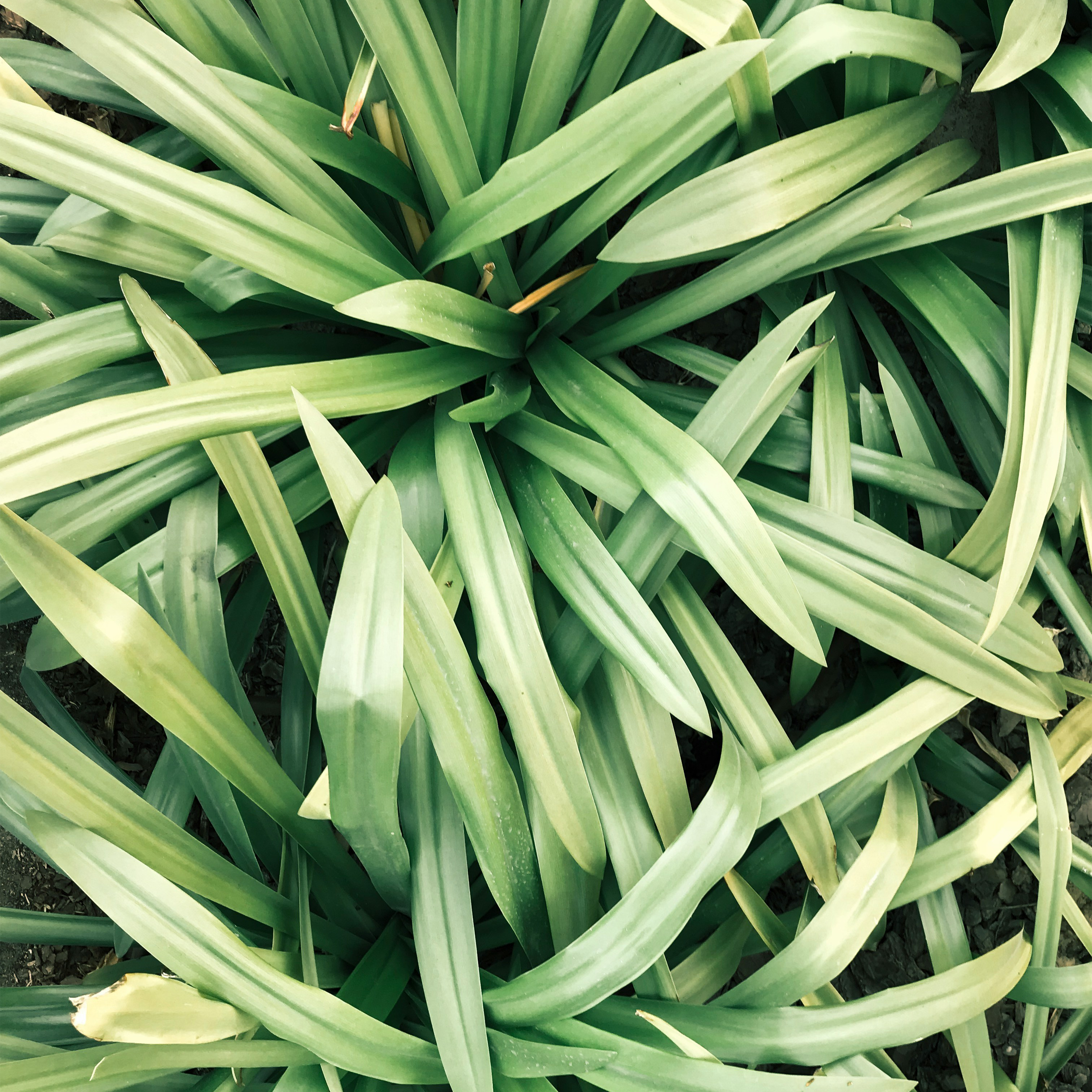 Citronella Fresh
