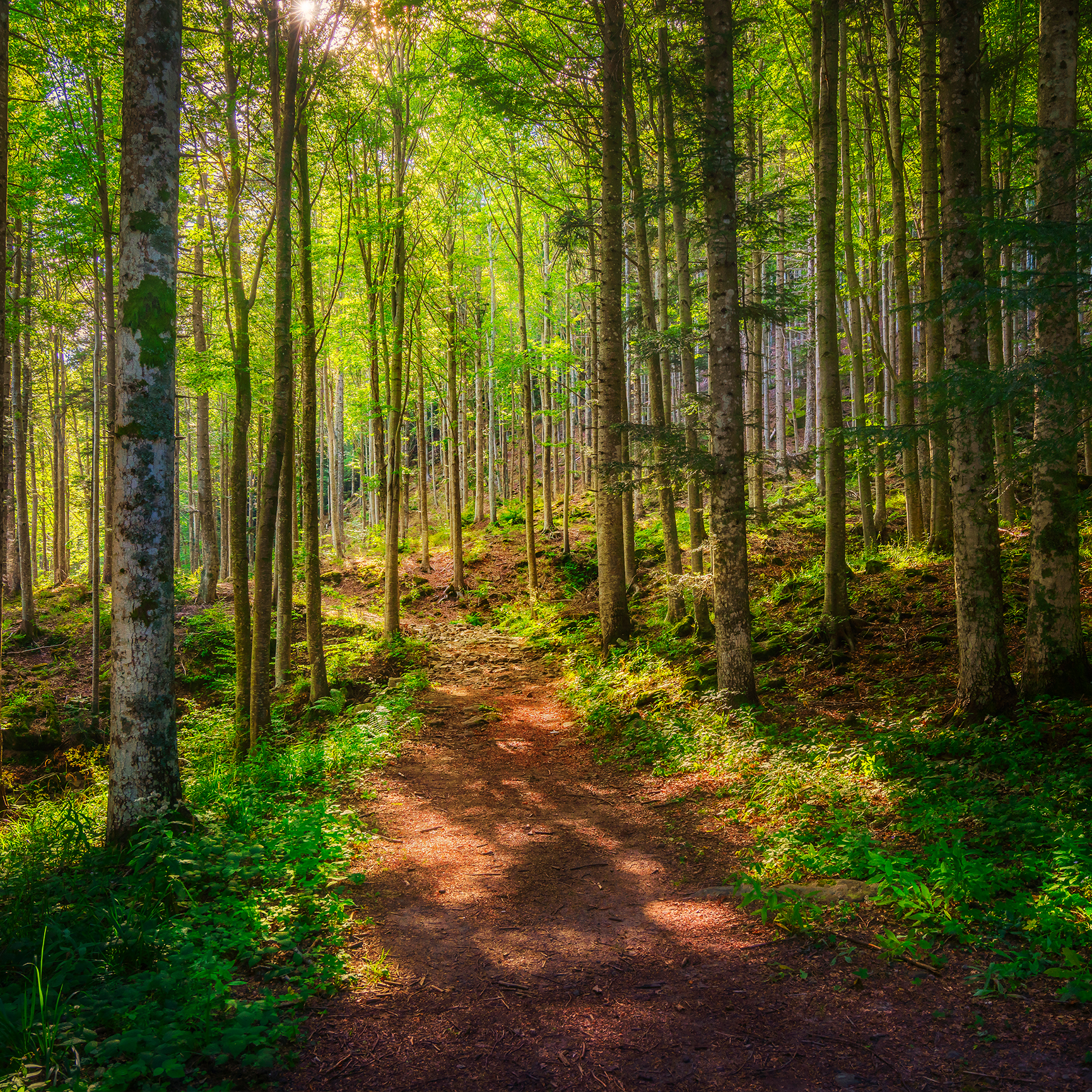 Forest Walk