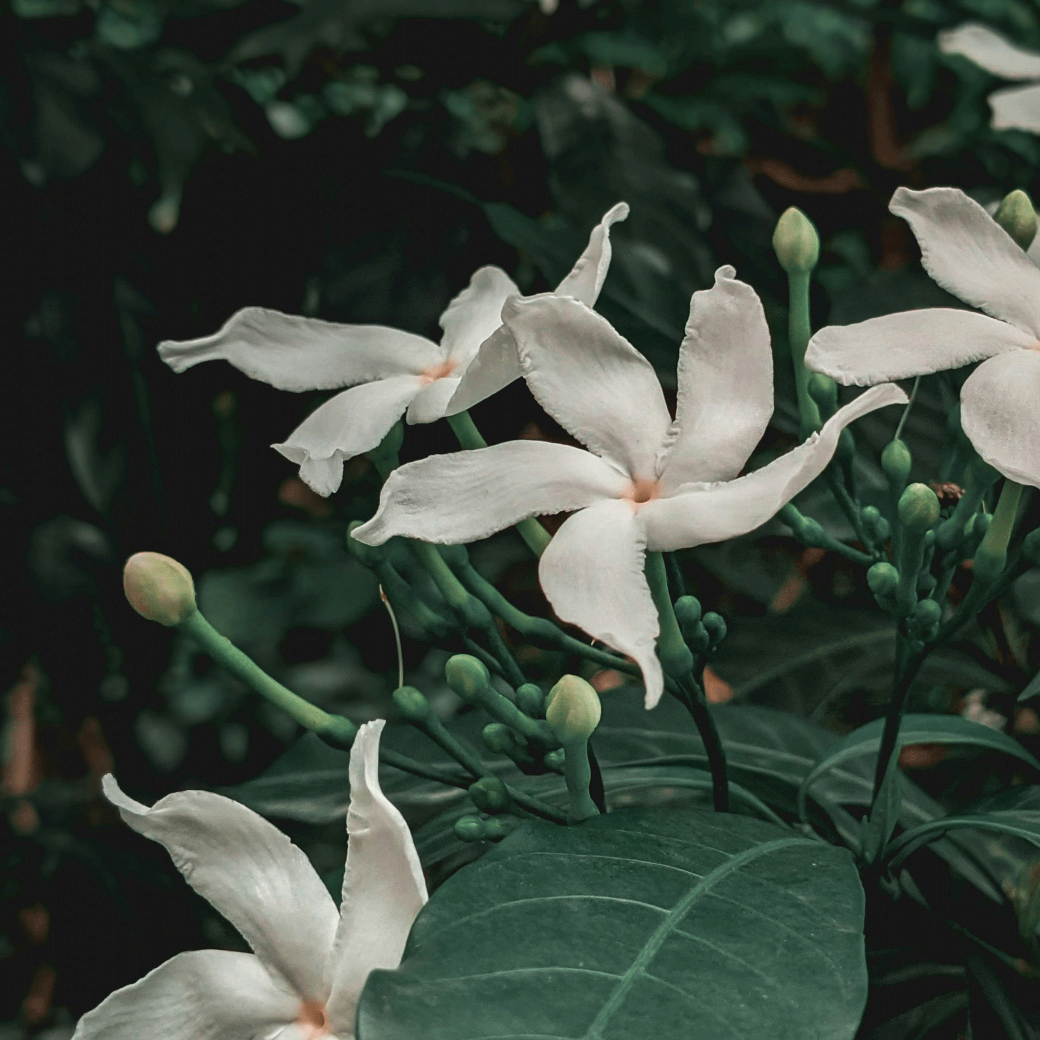Jasmine Bloom