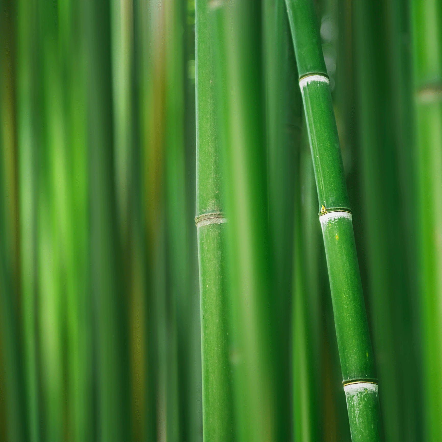Bamboo Essence