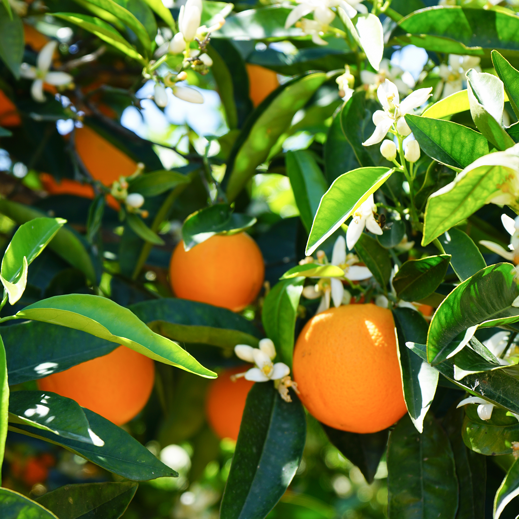 Citrus Blossom