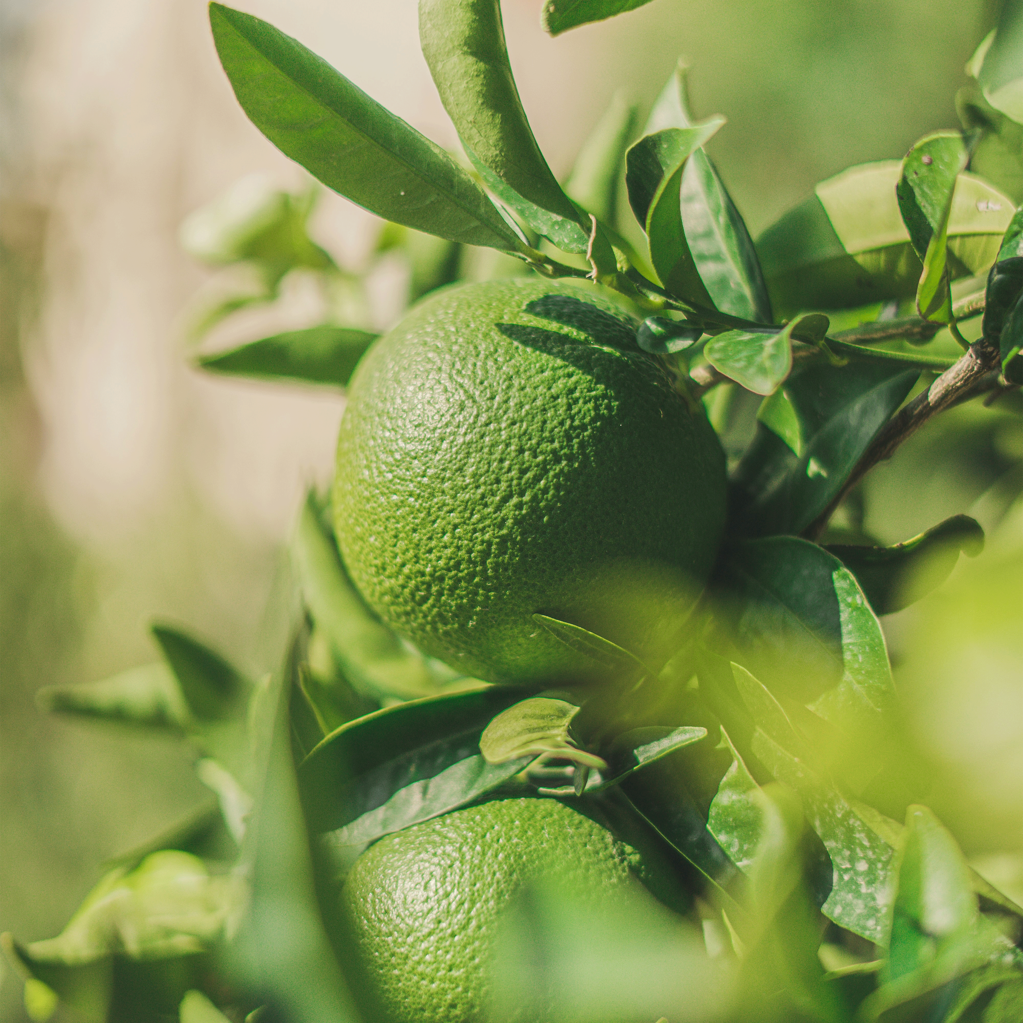 Lime Zest