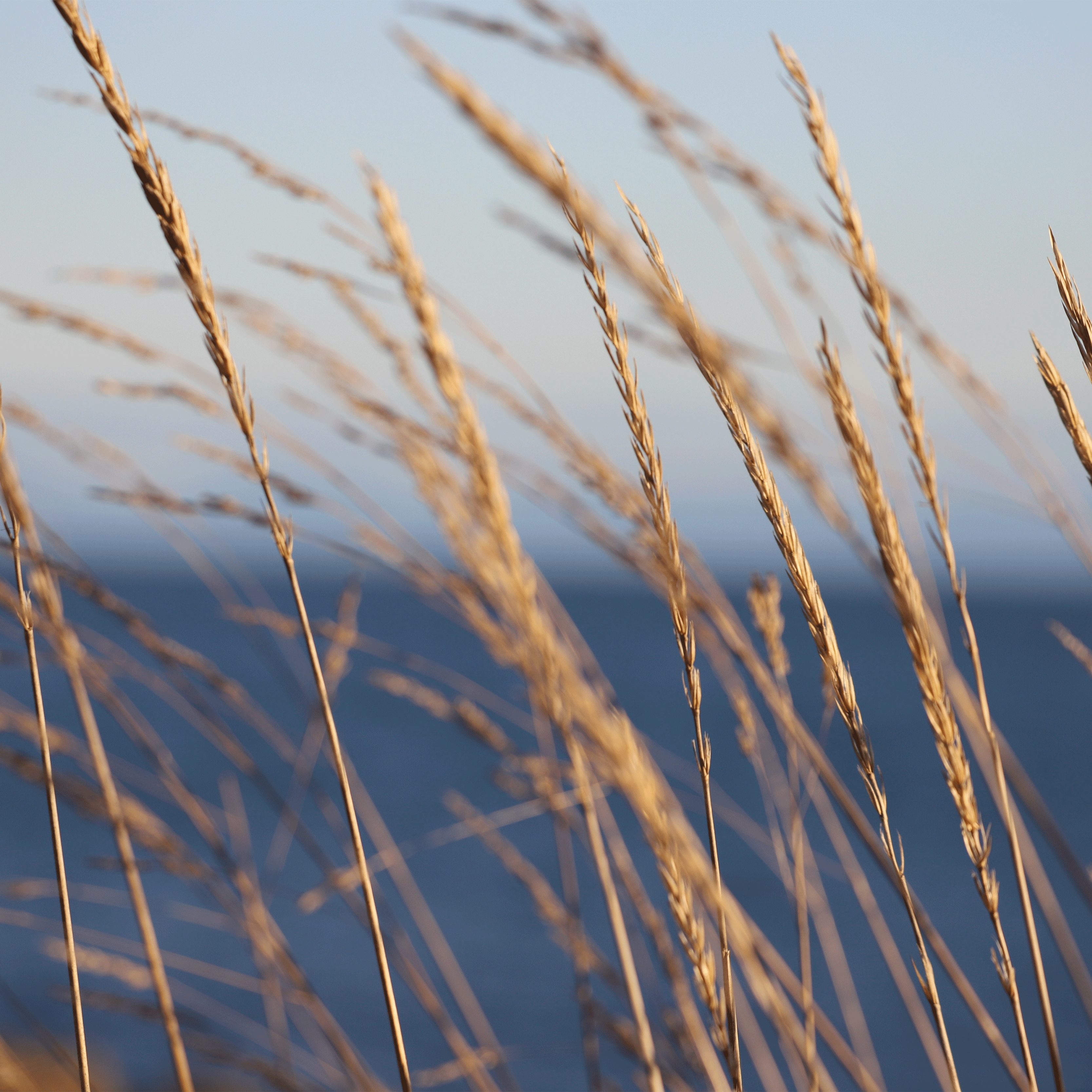 Marine Breeze