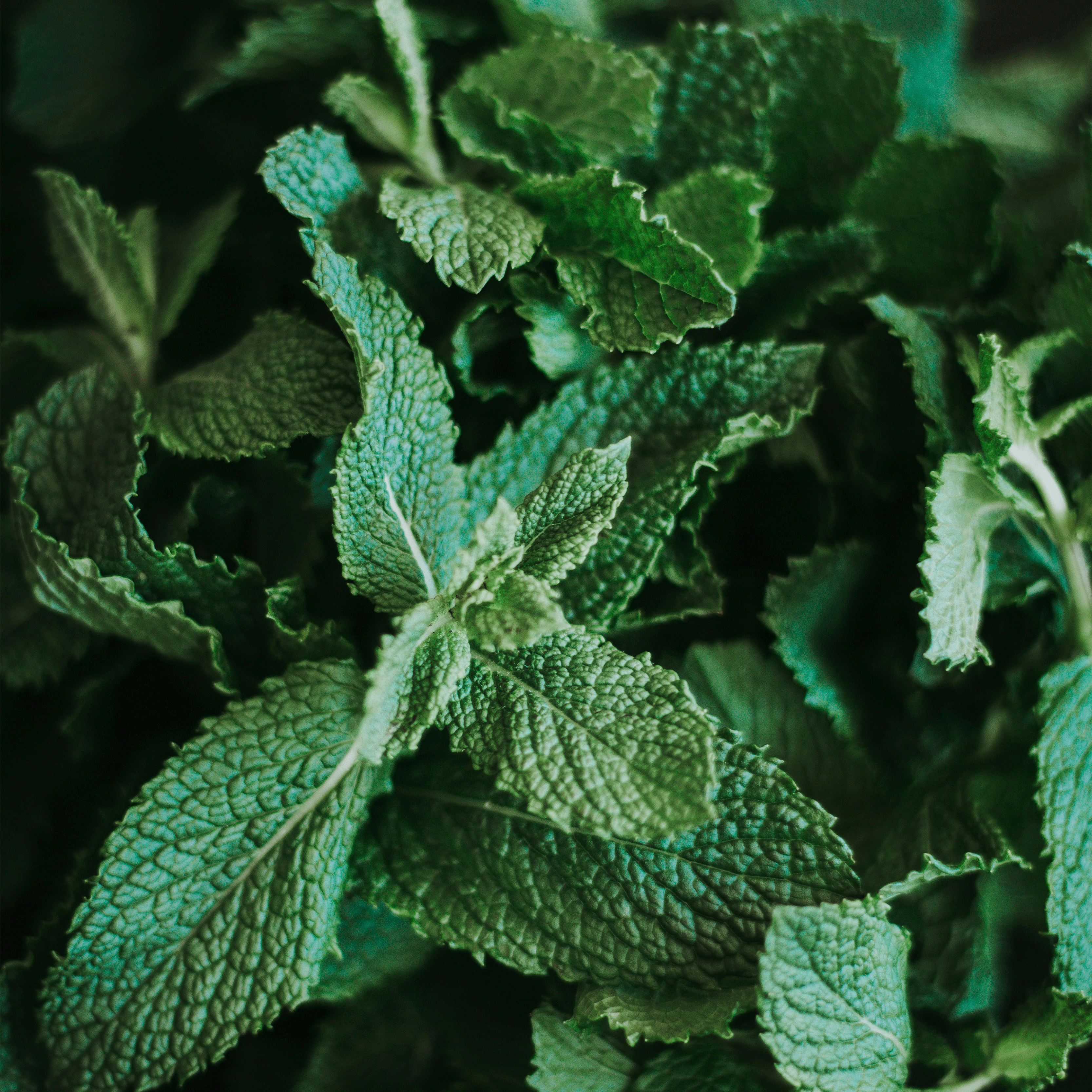 Mint Leaf