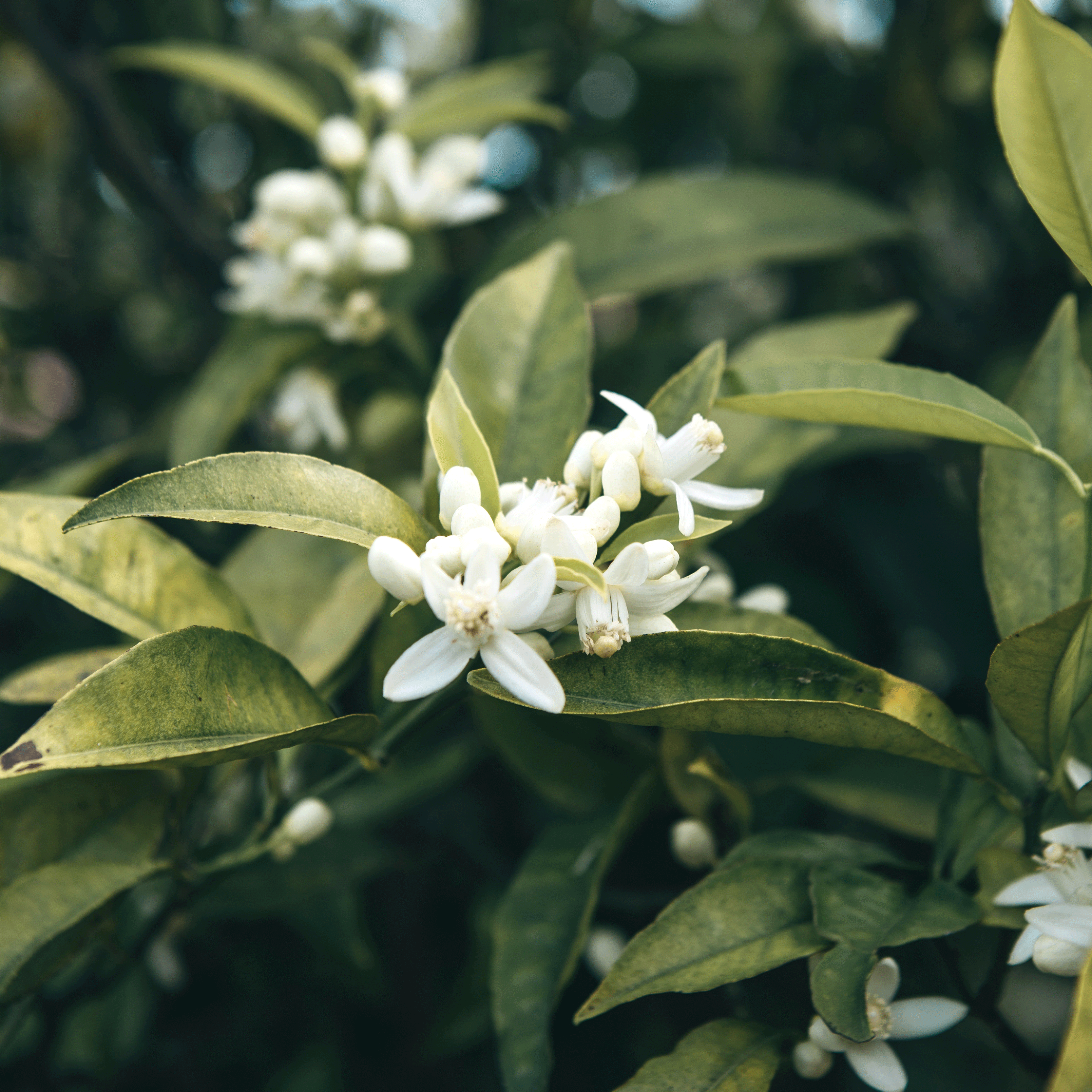 Neroli Blossom
