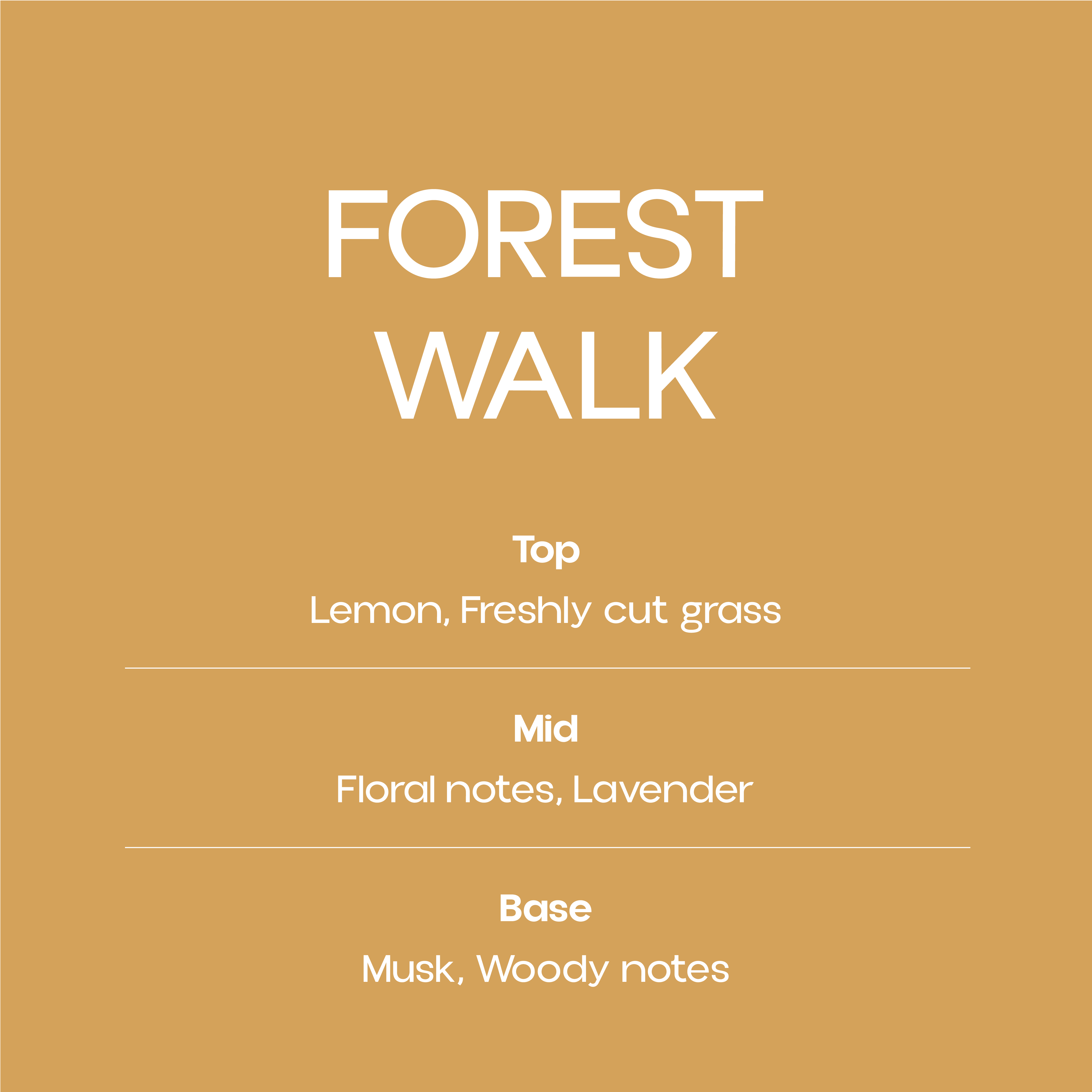 Forest Walk